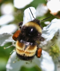 Bombus terricola image