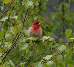 Carpodacus erythrinus kubanensis