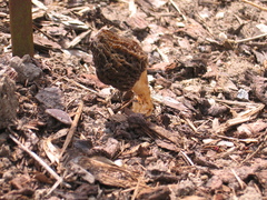 Morchella esculenta