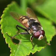 Sericomyia lata
