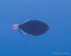 Melichthys vidua