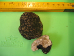 Tuber aestivum