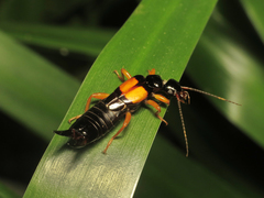 Carcinophora americana