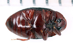 Chelonariidae
