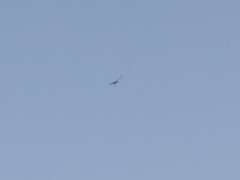 Leptoptilos javanicus