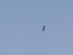 Leptoptilos javanicus