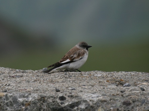 Niverolle alpine