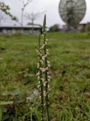 Spiranthes sinensis