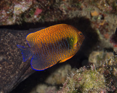 Centropyge potteri