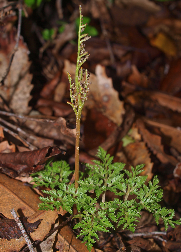 fineleaf parsley fern