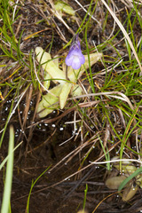 Pinguicula leptoceras
