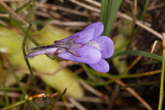 Pinguicula leptoceras