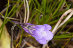 Pinguicula leptoceras