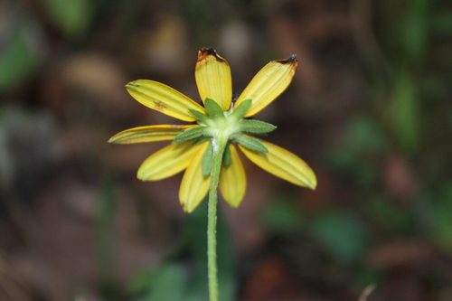 Image of Rudbeckia palustris by (c) Dominic, some rights reserved (CC BY)