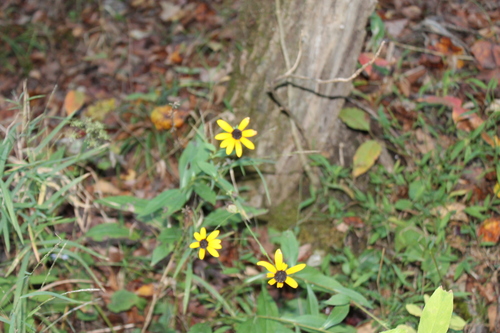 Image of Rudbeckia palustris by (c) Dominic, some rights reserved (CC BY)