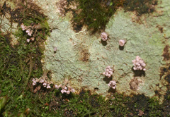 Ostropomycetidae