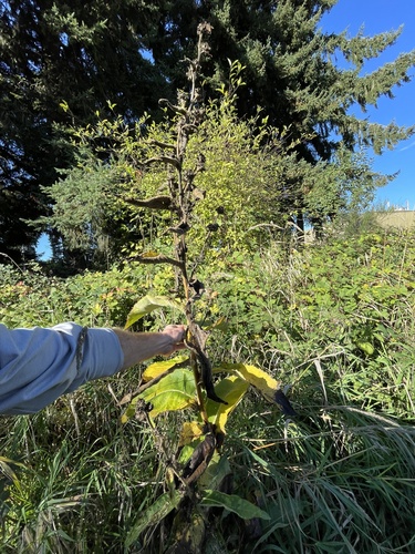 Inula racemosa (Inula racemosa)