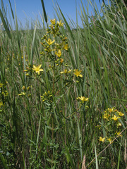 Hypericum elegans