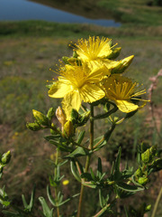 Hypericum elegans