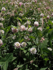Trifolium ambiguum