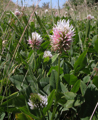 Trifolium ambiguum