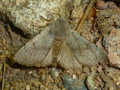 Perigrapha rorida
