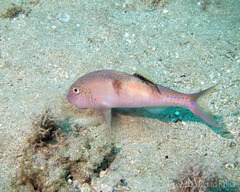 Parupeneus pleurostigma