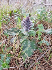 Ajuga orientalis