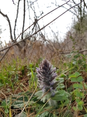 Ajuga orientalis
