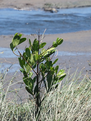 Image of Garcinia subelliptica by no rights reserved