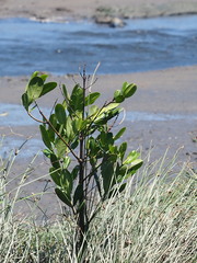 Garcinia subelliptica
