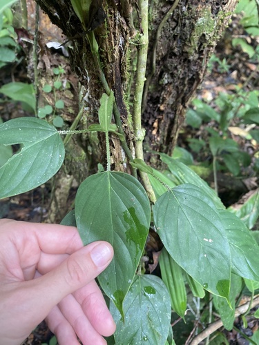 Philodendron (Philodendron ornatum)