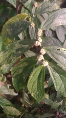 Elatostema platyphyllum