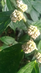 Elatostema platyphyllum