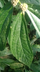 Elatostema platyphyllum