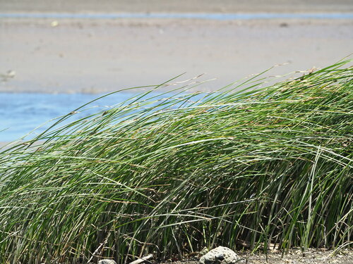 Image of Flat-Stalk Bulrush (Bolboschoenus planiculmis) by no rights reserved