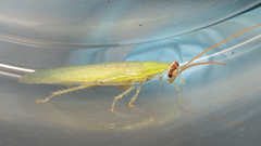 Panchlorinae