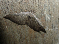 Rhoptria asperaria