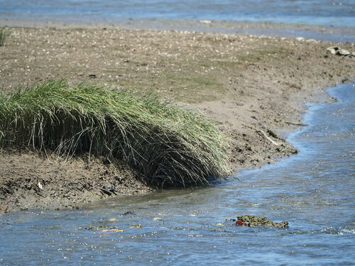 Image of Bolboschoenus planiculmis by no rights reserved