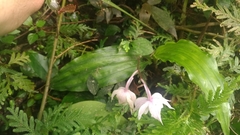 Calanthe arisanensis