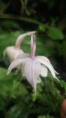 Calanthe arisanensis