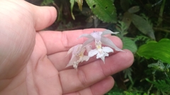 Calanthe arisanensis