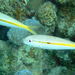 Yellowstripe Goatfish - Photo (c) Albertini maridom, some rights reserved (CC BY-NC), uploaded by Albertini maridom