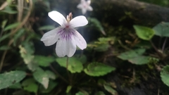 Viola formosana