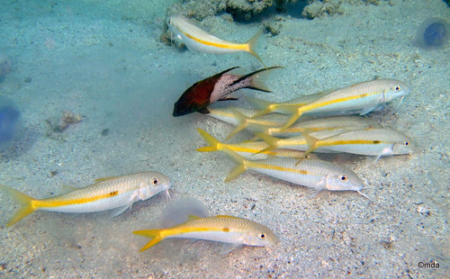 Yellowstripe Goatfish