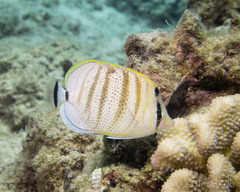 Chaetodon multicinctus