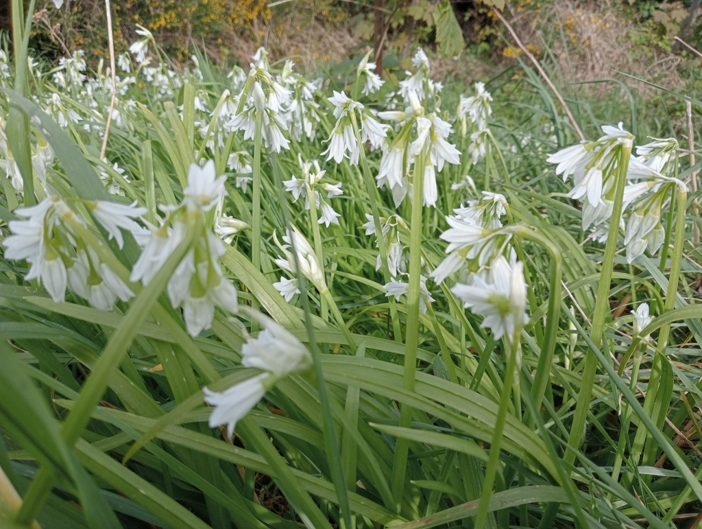 Three-cornered garlic from Taieri Rd, 321, Halfway Bush, Dunedin 9010 ...