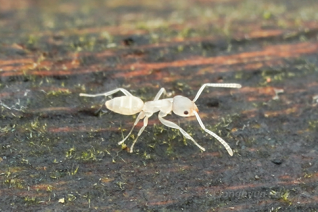Ghost ant (Tapinoma melanocephalum)