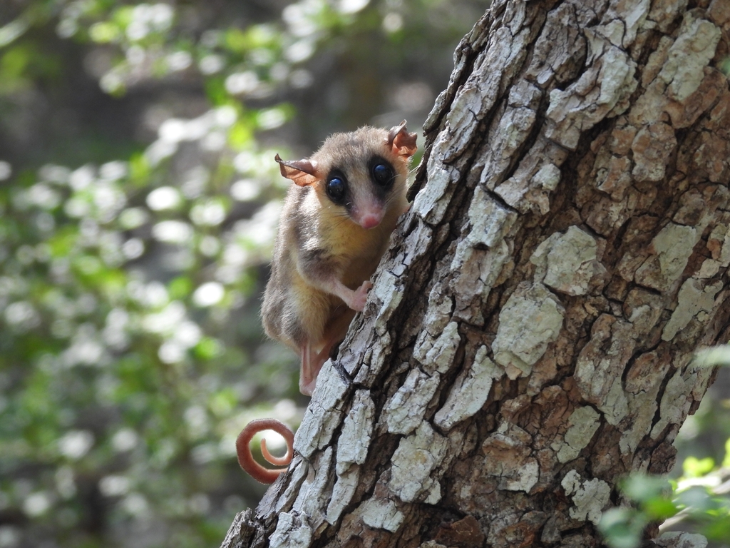 Mexican Mouse Opossum from Progreso, MX-YU, MX on September 28, 2023 at ...