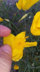 Eschscholzia papastillii